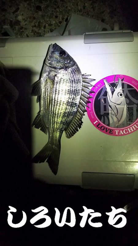 アジをねらうと、違う魚が釣れました。