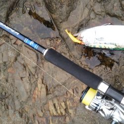 小雨の磯は穏やかでした