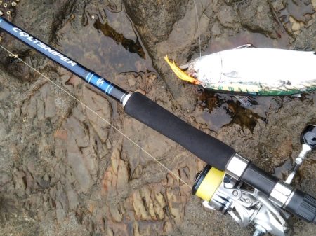 小雨の磯は穏やかでした