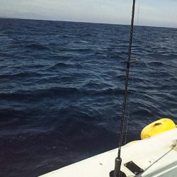 座布団まであと一歩