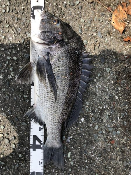 イチノ兄弟、釣果!