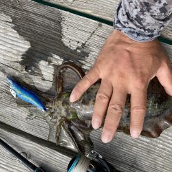 アオリが逃げていく(´༎ຶོρ༎ຶོ`)