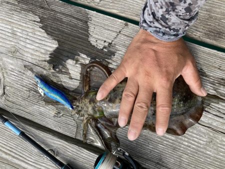 アオリが逃げていく(´༎ຶོρ༎ຶོ`)