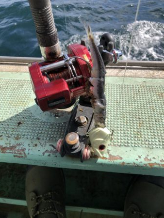 初めてのタチウオ乗合船