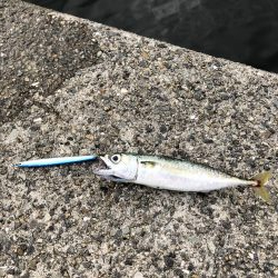 青物祭りちゃうの？