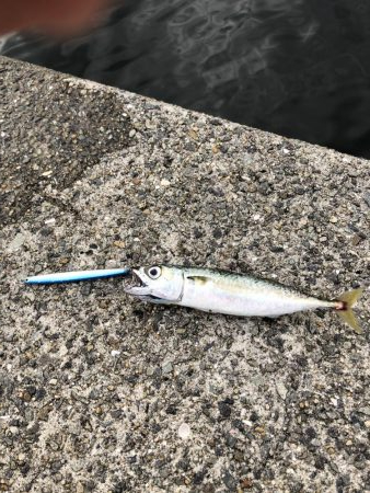 青物祭りちゃうの？