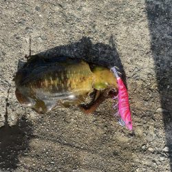 アオリイカ狙い