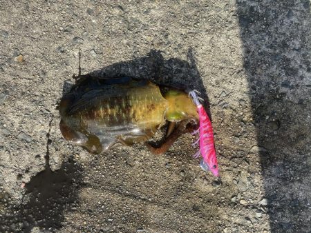 アオリイカ狙い