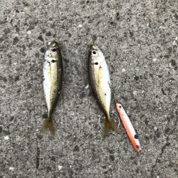 本日も本命無し!