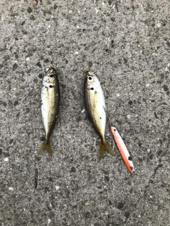 本日も本命無し!