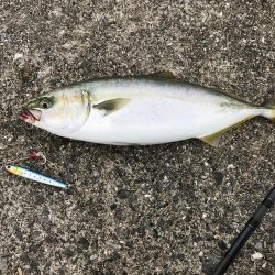 青物とタチウオ釣果見てポーアイ沖堤に