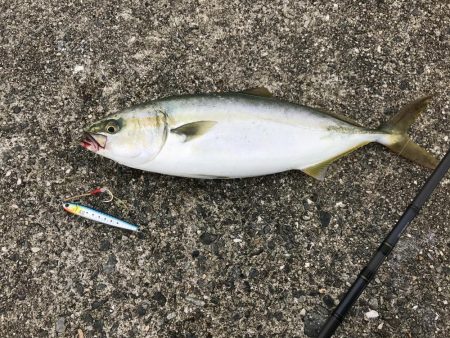 青物とタチウオ釣果見てポーアイ沖堤に