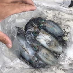 9月17日イカは元気