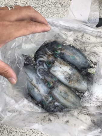 9月17日イカは元気