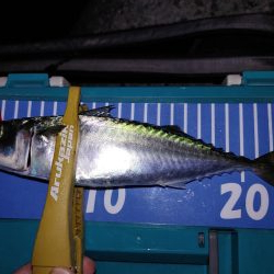 ワインドのちアジング