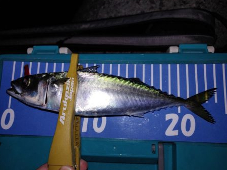 ワインドのちアジング