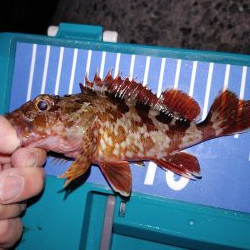 アジング自己最多