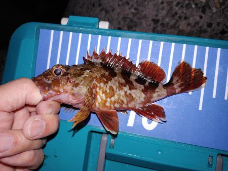 アジング自己最多