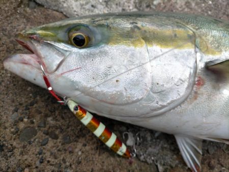 水潮攻略！思惑通りにメジロGET！