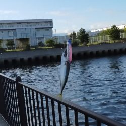 今日もトップでサバ