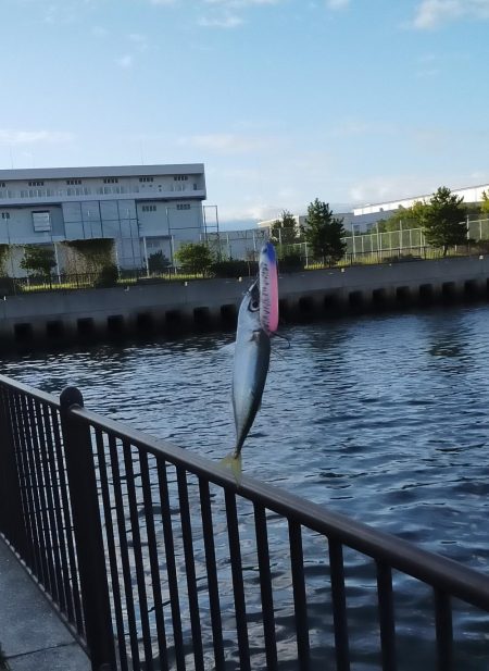 今日もトップでサバ