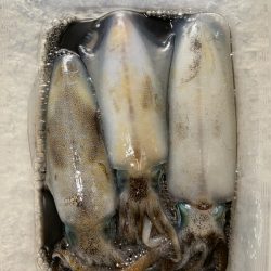 エギロストの犯人は・・・