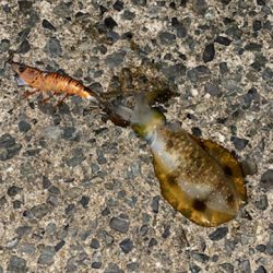 連休明けのアオリは・・・