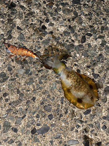 連休明けのアオリは・・・