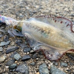 過去最高の・・・