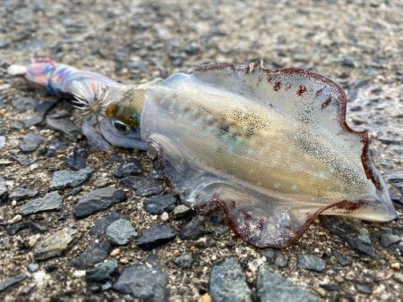 過去最高の・・・