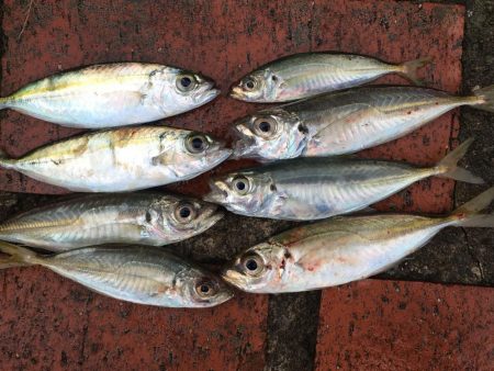 アジ、ヘダイ、サヨリ、チャリコ