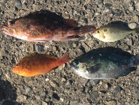 ヘダイ、ガシラ、コッパグレ、アイゴ、不明魚…