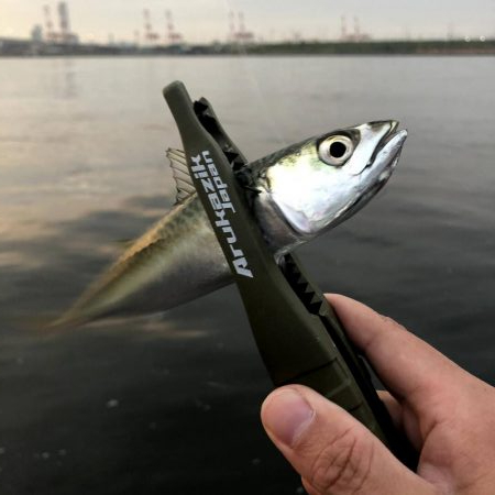 早朝サバングin大阪舞洲12