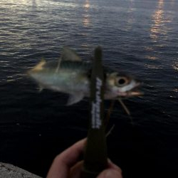 早朝アジングin大阪舞洲13