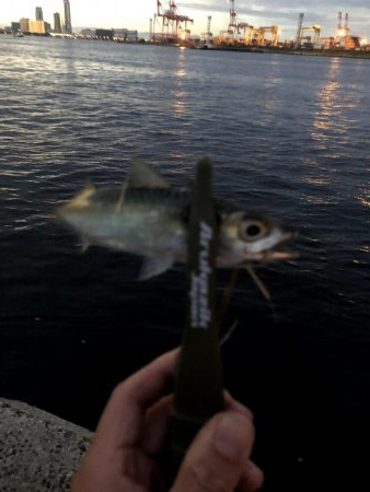 早朝アジングin大阪舞洲13