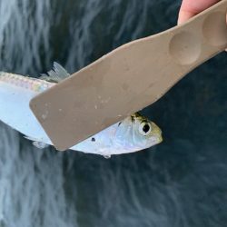 たまにはサビキ釣り