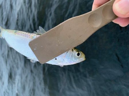 たまにはサビキ釣り