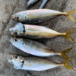 イワシがひたすら釣れ続け