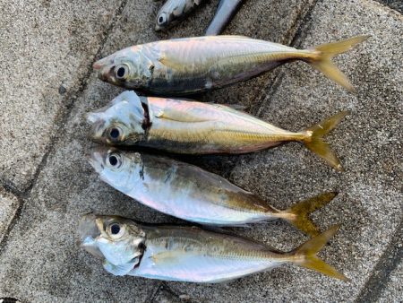 イワシがひたすら釣れ続け