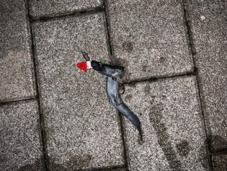 タチウオ　つ抜けだけどベルト