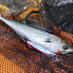 エソアタック！