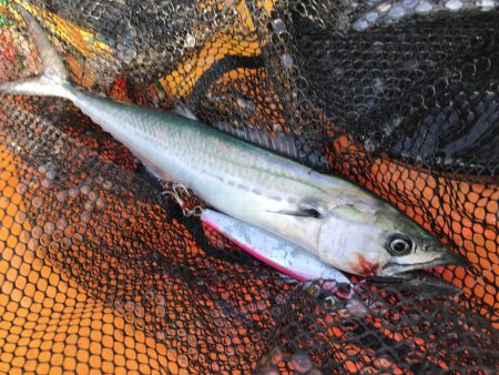 エソアタック！