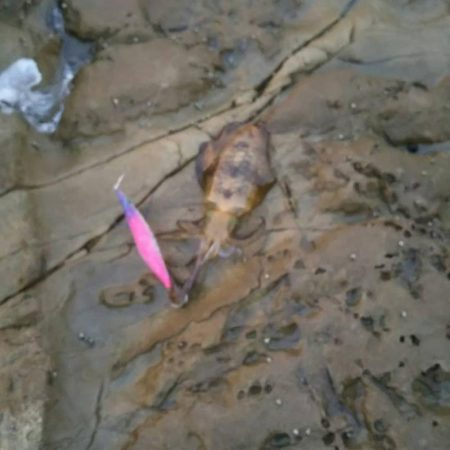 小場所の様子見