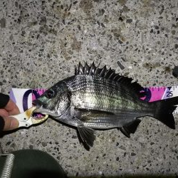 (2020/09/01 南港ヘチ釣り キビレチヌ 45cm~ 真チヌ 釣果有り)