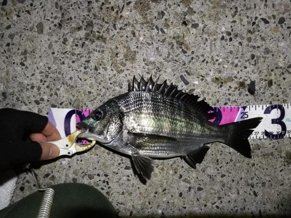 （2020/09/01 南港ヘチ釣り　 キ…