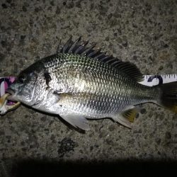 （2020/09/03 南港ヘチ釣り　 真チヌ 41㎝ キビレチヌ 37cm～釣果有り）