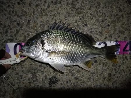 （2020/09/03 南港ヘチ釣り　 真チヌ 41㎝ キビレチヌ 37cm～釣果有り）