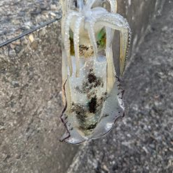 爆風の中新子調査