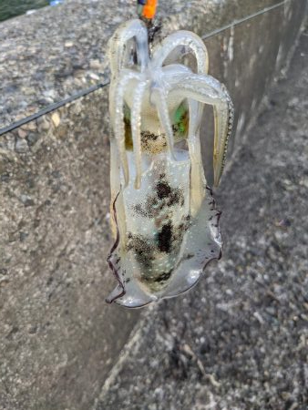 爆風の中新子調査