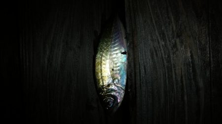 アシストフックを試してみた